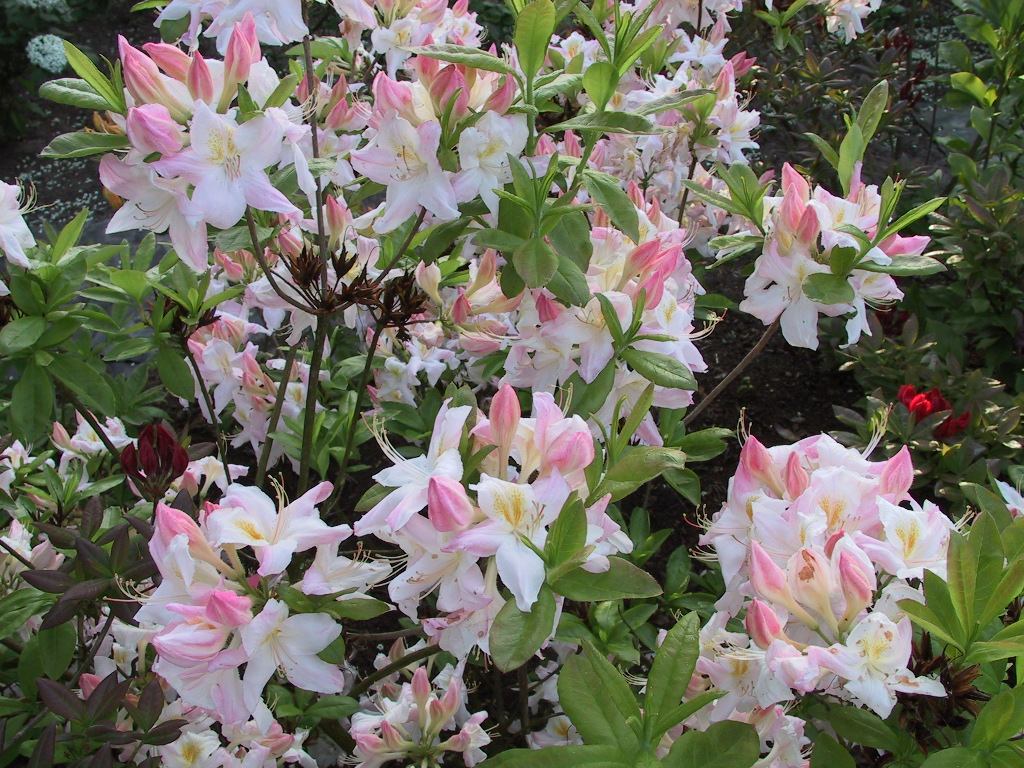 Azalea pontica Corneille Bluehend.jpg